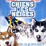 Chiens des neiges