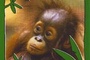 Affiche du film Les bébés animaux de la forêt tropicale