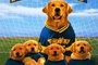 Affiche du film Air Bud 3