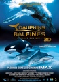 Dauphins et baleines 3D, nomades des mers