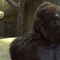 kevin-james-derriere-le-gorille-jpg - Zookeeper 