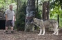 kevin-james-et-le-loup-jpg