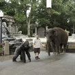 le-gorille-kevin-james-et-l-elephant-jpg