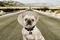 affiche teaser dog