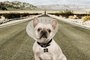 affiche teaser dog