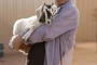 george clooney une ch  vre dans les bras