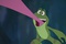 la grenouille et sa super langue