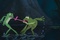 tiana et le prince en grenouille la langue emmel  e