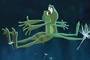 tiana et le prince en grenouille s embrassant