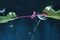 tiana et le prince en grenouille