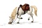 le cheval reniflant