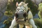 le cheval tremp    raiponce