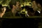 photo 6 du film lebanon