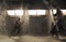 ali larter en plein combat
