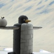 un pingouin m  tallique