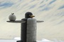un pingouin m  tallique