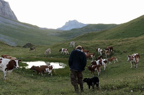 photo 9 du film coeur animal