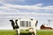 Affiche du film Food, Inc.