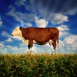 photo 7 du film food inc