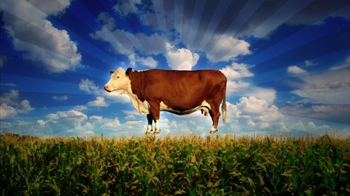 photo 7 du film food inc