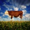 photo 7 du film food inc - Food, Inc. 