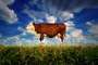 photo 7 du film food inc