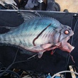 piranha de Piranha 3D