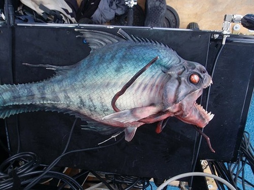 piranha de Piranha 3D