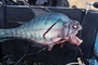 piranha de Piranha 3D