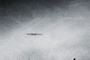 affiche teaser am ricaine 4