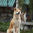 chien Hatchi