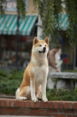 chien Hatchi