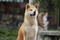 chien Hatchi