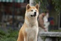 chien Hatchi