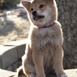chiot hatchi