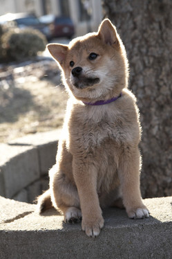 chiot hatchi