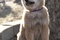 chiot hatchi