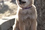 chiot hatchi