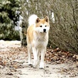 hatchi adulte