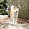 hatchi adulte - Hatchi 