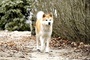 hatchi adulte