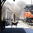 hatchi regardant un train