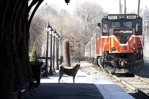 hatchi regardant un train