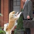 richard gere et hatchi