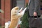 richard gere et hatchi