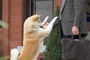 richard gere et hatchi