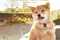seconde affiche du film hatchi