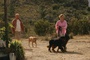 john malkovich jessica haines promenant leur chien