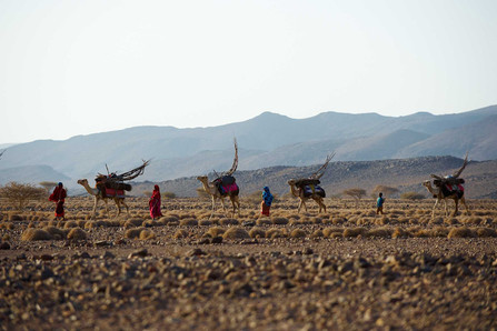 sc  ne d  sert