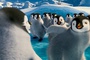 la danse des pingouins de Happy Feet 2